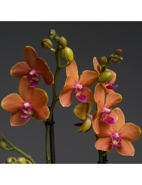 Phalaenopsis Paprika