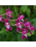 Symphyglossum sanguineum