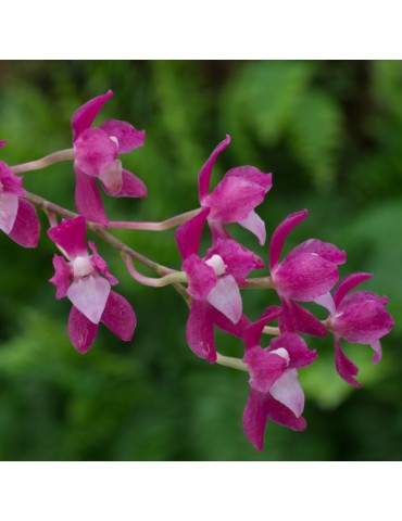 Symphyglossum sanguineum