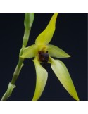 Bulbophyllum carunculatum