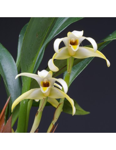 Maxillaria angustisegmenta