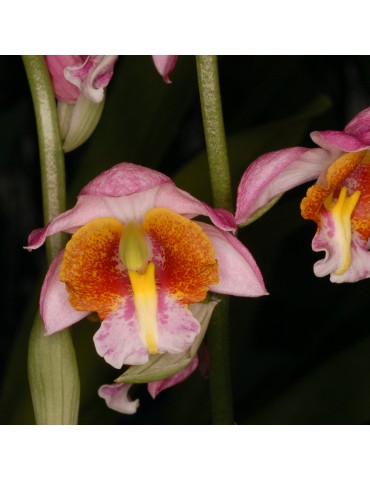 Phaius francoisii