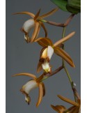 Coelogyne odoardoi en sphaigne