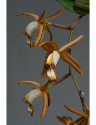 Coelogyne odoardoi en sphaigne 2