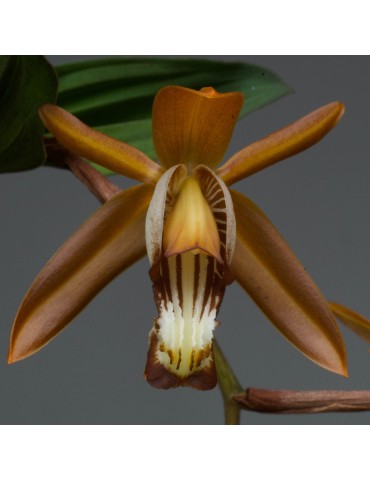 Coelogyne odoardoi en sphaigne