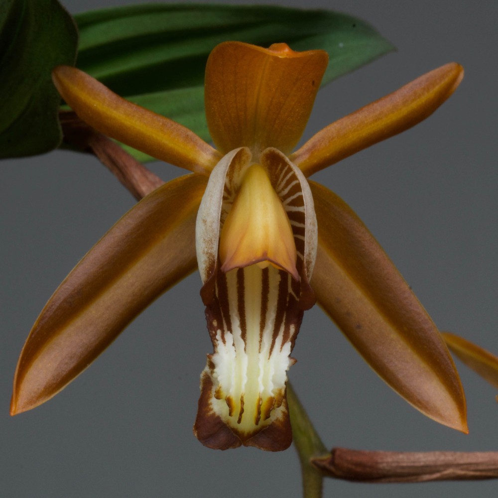 Coelogyne odoardoi en sphaigne