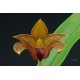 Bulbophyllum Jim Clarkson