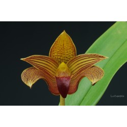 Bulbophyllum Jim Clarkson