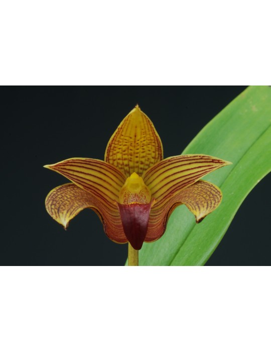 Bulbophyllum Jim Clarkson