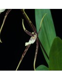 Brassia Toscane