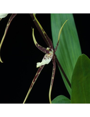 Brassia Toscane en sphaigne