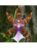 Miltonia clowesii