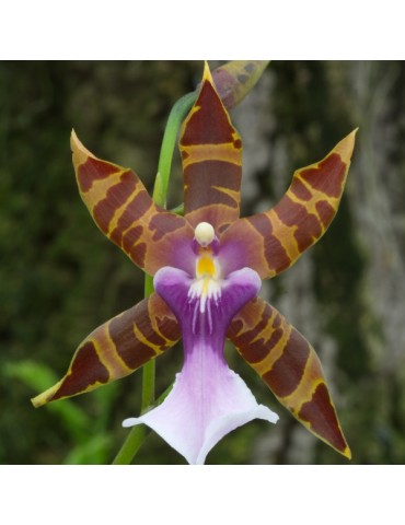 Miltonia clowesii en sphaigne