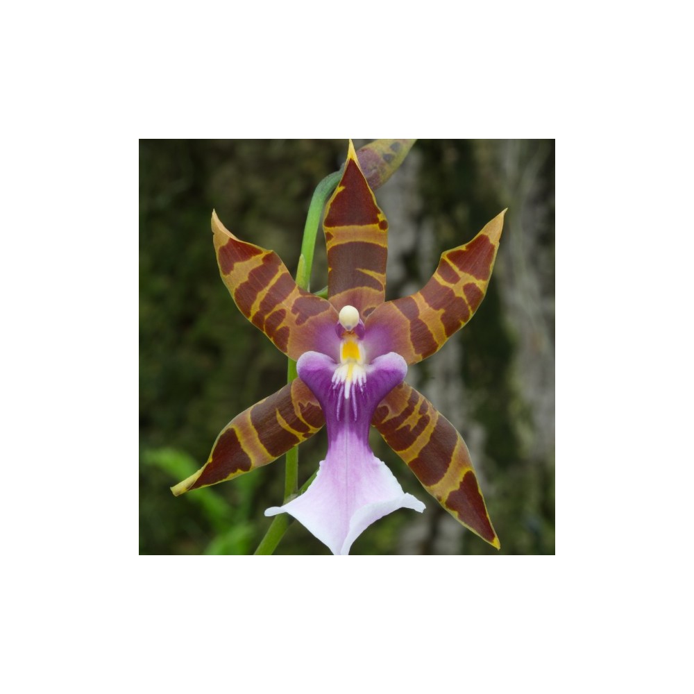 Miltonia clowesii