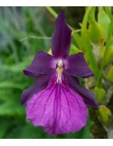 Miltonia moreliana