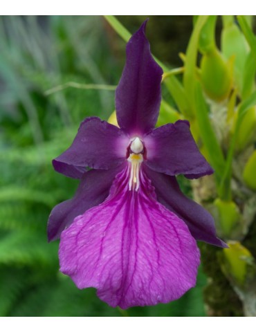 Miltonia moreliana en sphaigne