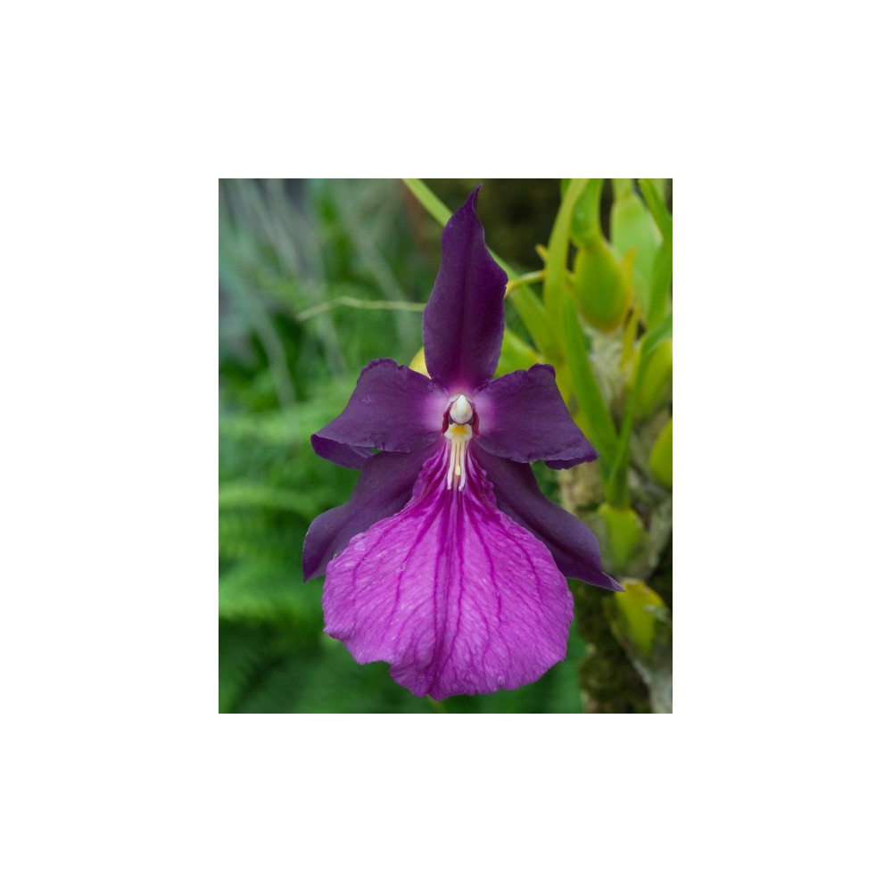 Miltonia moreliana