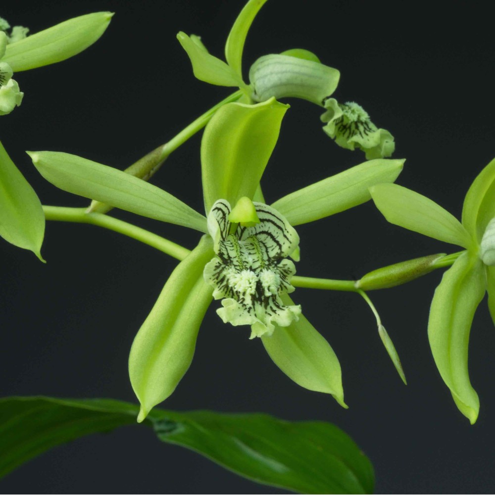 Coelogyne mayeriana