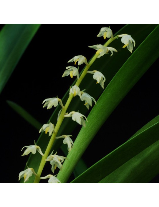 Bulbophyllum apodum Bulbophyllum apodum