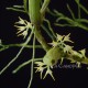 Bulbophyllum arrectum