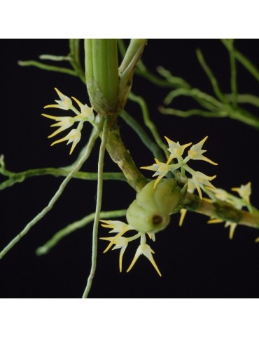 Bulbophyllum arrectum