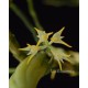 Bulbophyllum arrectum