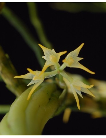 Bulbophyllum arrectum 2