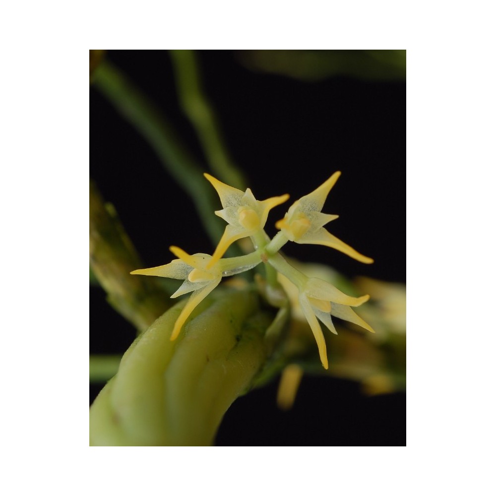 Bulbophyllum arrectum