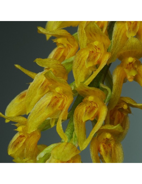 Bulbophyllum elassonotum Bulbophyllum elassonotum