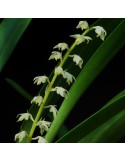 Bulbophyllum apodum