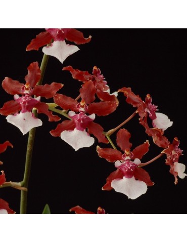 Oncidium Sharry Baby ‘Sweet Fragrance’ en sphaigne