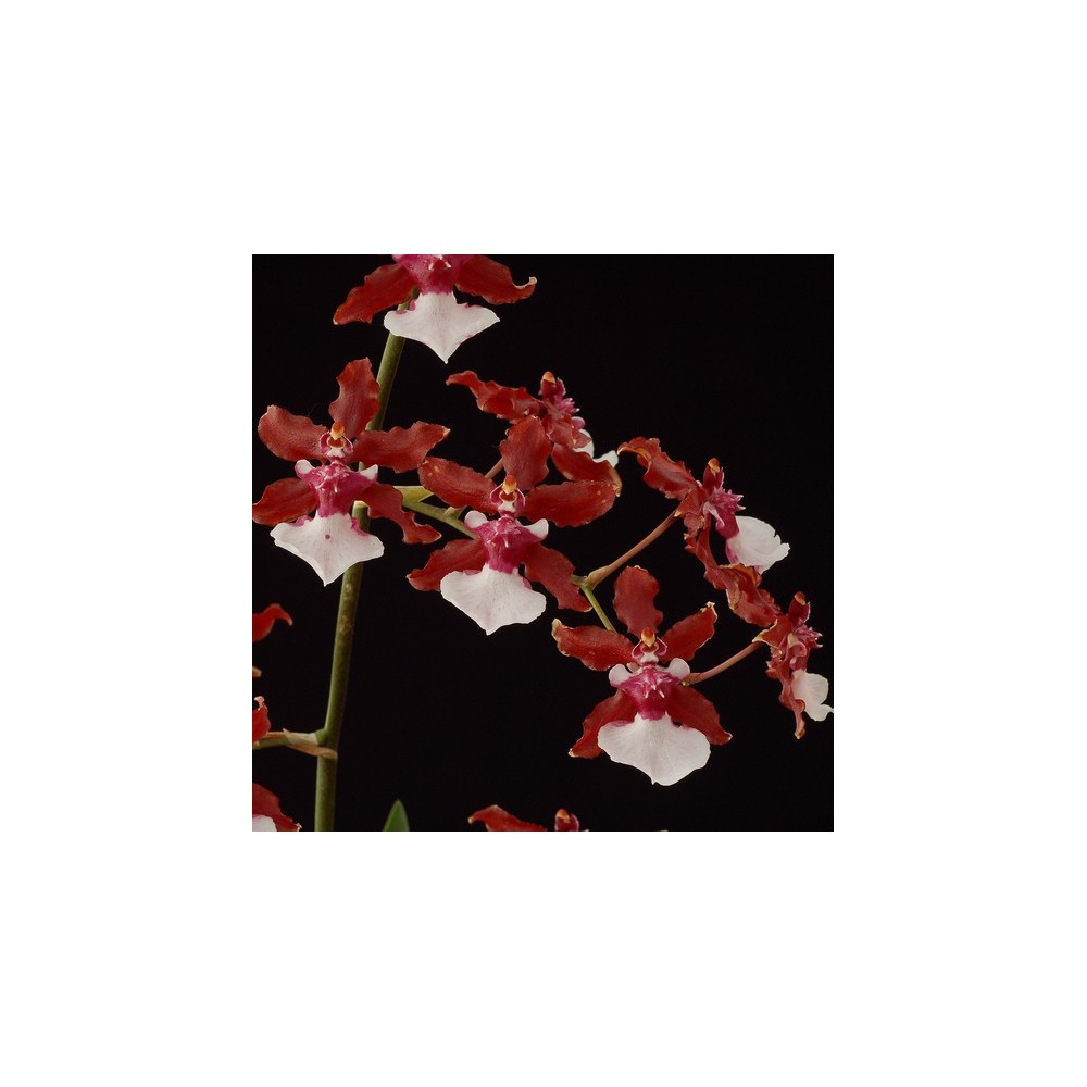 Oncidium Sharry Baby ‘Sweet Fragrance’