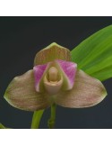 Lycaste Liberty Oriental Spots