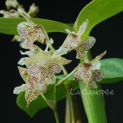 Dendrobium Lutin blanc en sphaigne