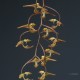 Gongora maculata x galeata