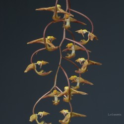 Gongora maculata x galeata en sphaigne