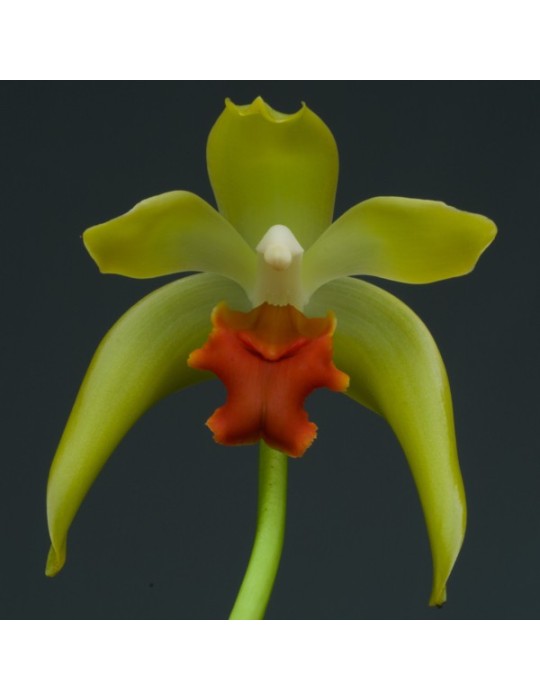 Ida cinnabarina Ida cinnabarina