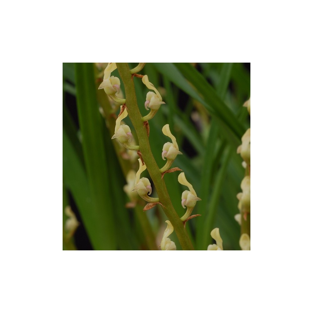 Bulbophyllum erectum