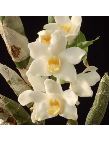 Chysis bractescens 2