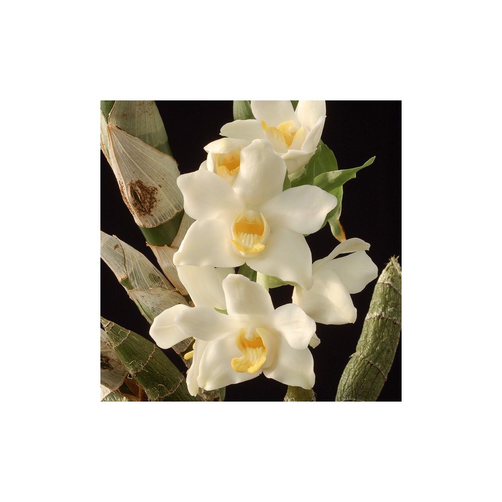 Chysis bractescens