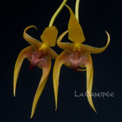 Bulbophyllum Frank Smith en sphaigne