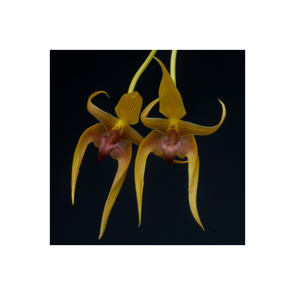 Bulbophyllum Frank Smith