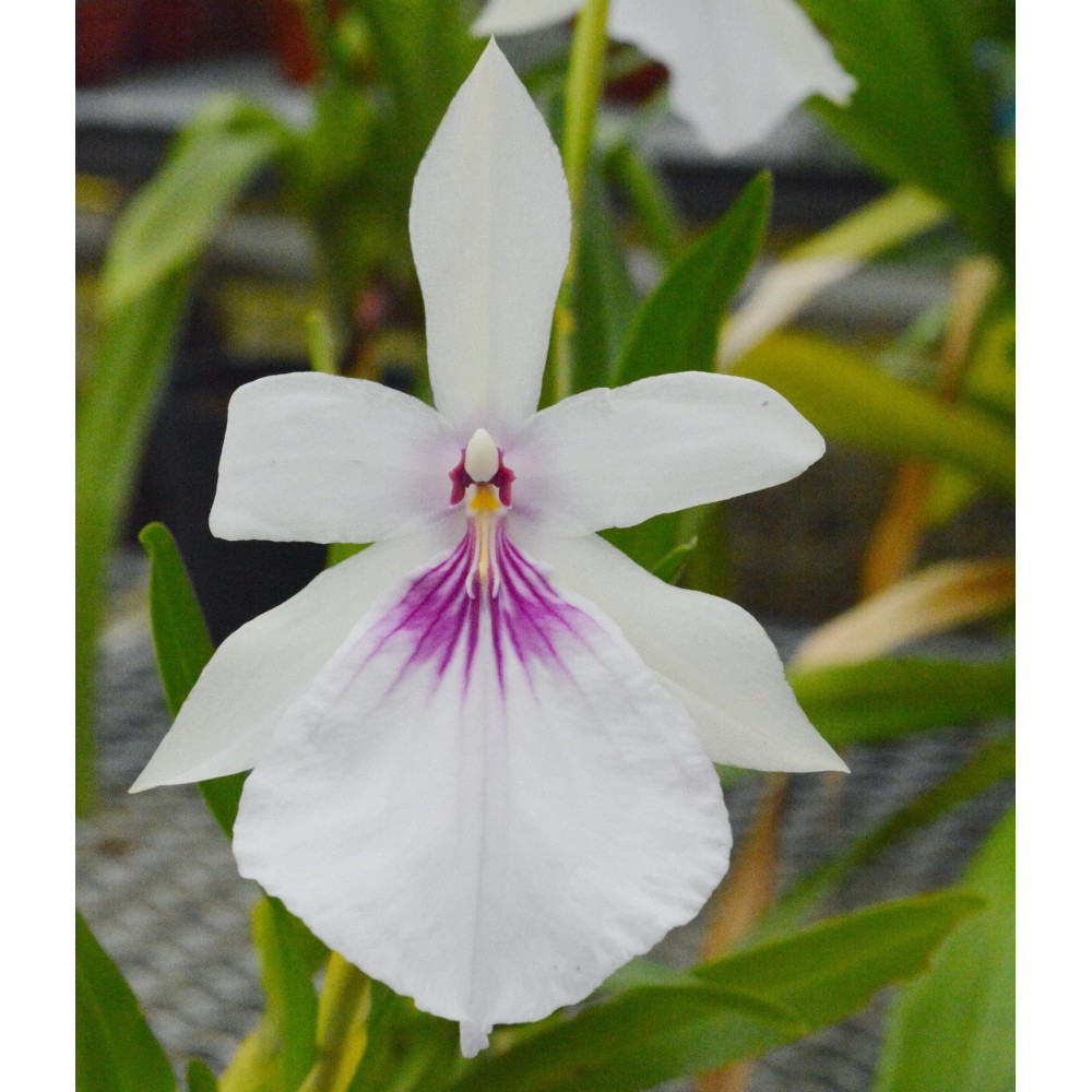 Miltonia moreliana var semi alba