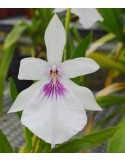 Miltonia moreliana var semi alba