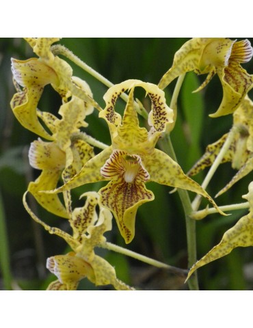 Dendrobium Neifert's Alexpoly