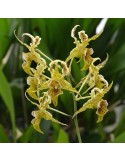 Dendrobium Neifert's Alexpoly