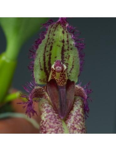 Bulbophyllum fascinator