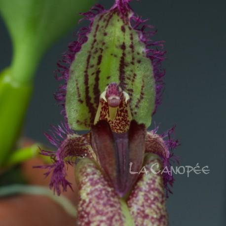 Bulbophyllum fascinator