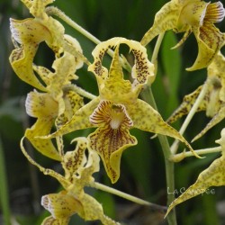 Dendrobium Neifert's Alexpoly en sphaigne