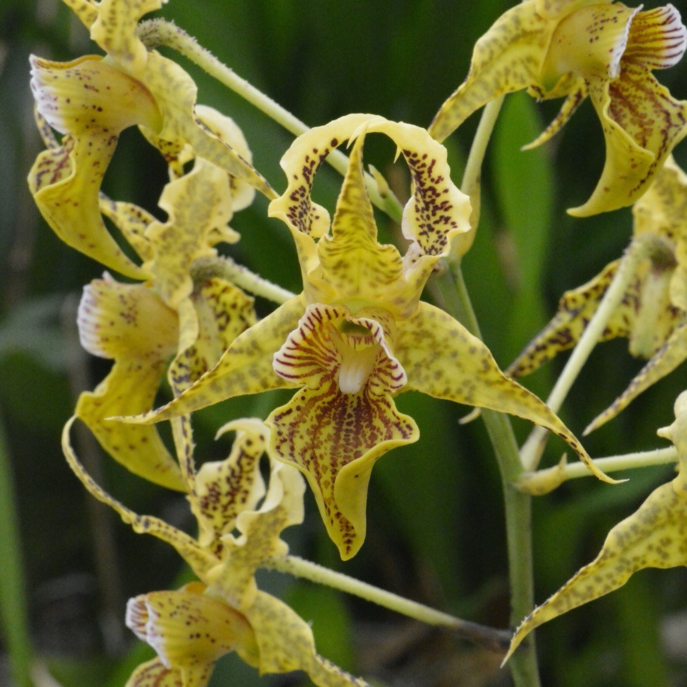 Dendrobium Neifert's Alexpoly